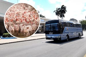 En Cuba, los autobuses de un municipio funcionarán con desechos de cerdos