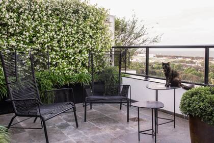 Cubrir un muro con jazmines asegura un perfume inolvidable