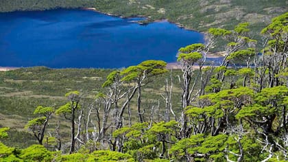 Cuenta con bosques nativos chilenos de Coihues, Ñirres, Lenga y Mañío