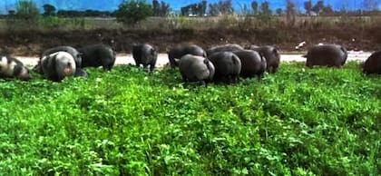Cuentan con unos 900 animales, entre madres, lechones, destetes, recría y capones