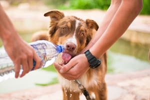 5 cuentas argentinas que defienden los derechos de los animales