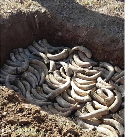 Cuernos con preparados biodinámicos a punto de ser enterrados en la finca de Bodega Chakana