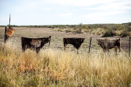 Cueros sobre un alambrado en la ruta 53 que va desde Carmen de Patagones hacia General Conesa