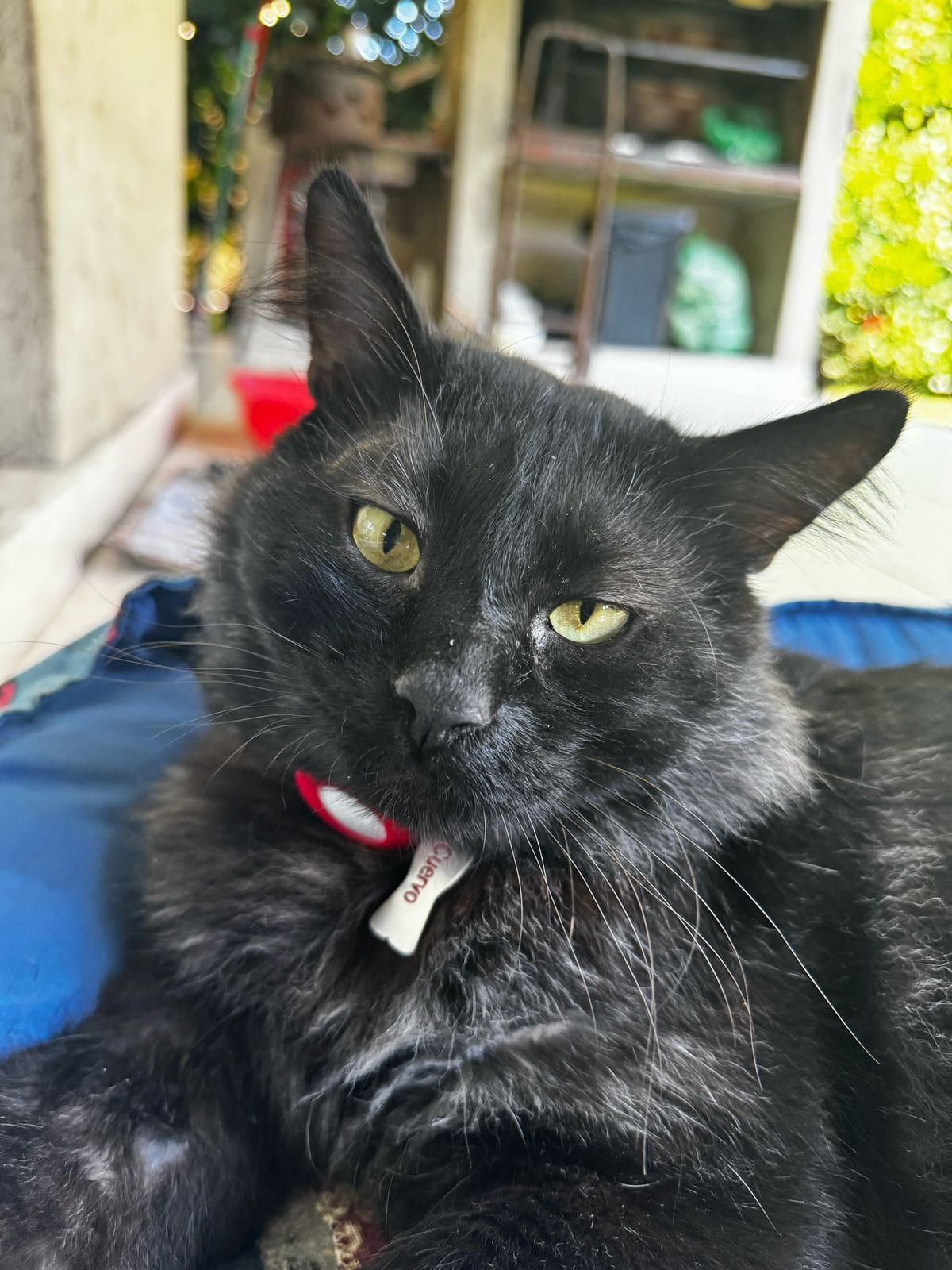 Ele a libertou do jardim de sua casa com um colar pesado que revelava seu triste passado; Ele a libertou do jardim de sua casa com um colar pesado que revelava seu triste passado;