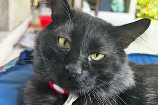 Lo rescató del jardín de su casa con un pesado collar que delataba su triste pasado: “No me dio mala suerte, sino una lección de humildad”