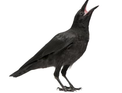 Cuervos tienen capacidad de distinguir formas geométricas irregulares sin entrenamiento previo.