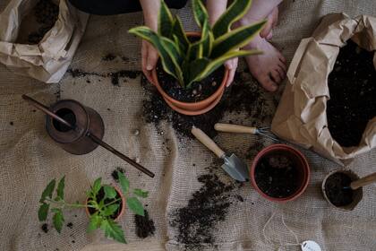 Cuidad las plantas puede ser terapéutico (Foto: Pexels)