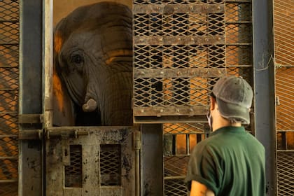 Cuidadores trabajan con las elefantas en el predio de Palermo
