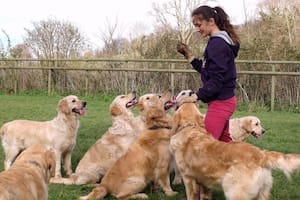 El mejor trabajo del mundo: buscan voluntarios para cuidar 30 Golden Retrievers