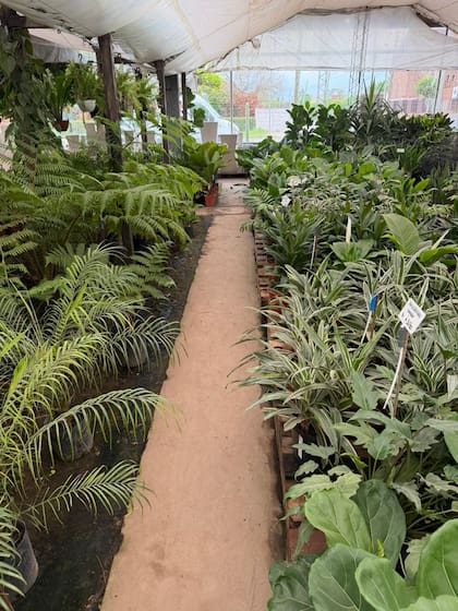 “Cuidar las flores y las plantas es cuidarnos", dicen las hermanas Hisaki