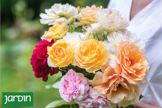 Cómo lograr que sigan floreciendo todo el verano