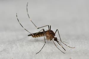 Crecen los casos del “Virus del Nilo” en Nevada: cuáles son los síntomas y cómo se previene