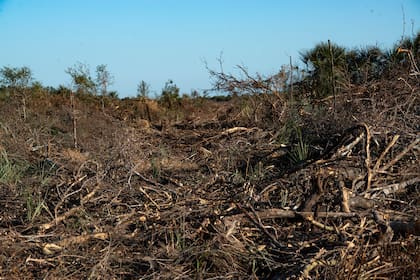 Culminado el desmonte (en la foto, un terreno cercano a Las Lomitas, Formosa), el lugar queda lleno de restos apilados, aplastado, polvoriento y en silencio