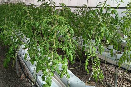 Cultivan verduras y también crían animales