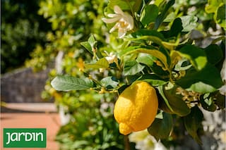 Claves reales para que den mucha fruta