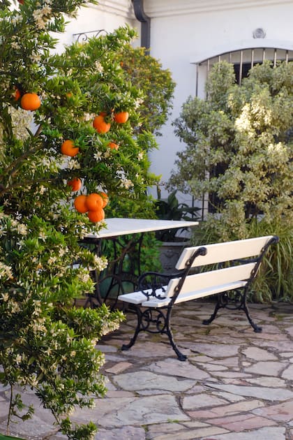 Cultivar frutales en espacios chicos requiere controlar ramas y, sobre todo, tener un plan de cultivo