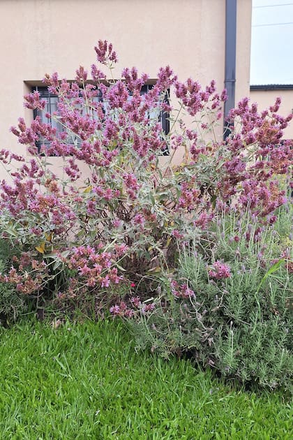 Cultivar 'Lancelot' de Salvia canariensis.