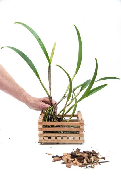 Cultivar orquídeas invernales no es difícil, pero sí exige observación