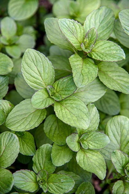 Cultivar tus propias plantas para té, como la menta, es más simple de lo que parece y posible incluso en macetas