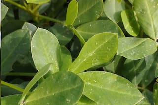 Presentaron un adyuvante para cuidar el maní