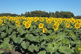Se requieren nuevas lluvias para asegurar una buena cosecha de granos gruesos