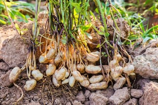 Cómo se estancó la agricultura de un partido bonaerense, ahora vuelven las vacas y el maní pide pista