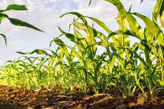 Maíz: el USDA aprieta, pero no ahorca