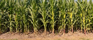 Con la humedad justa, el maíz entra en una etapa crítica por la falta de lluvias