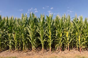 Con la humedad justa, el maíz entra en una etapa crítica por la falta de lluvias