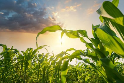 Puede haber una ventana de mejora de precios por imprevistos climáticos