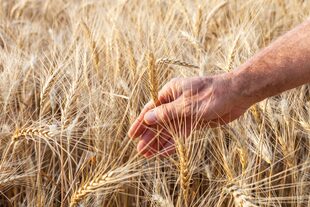 La Argentina exporta unas 12 millones de toneladas de trigo