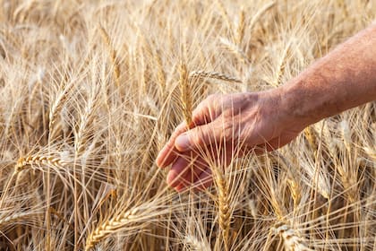 La Argentina exporta unas 12 millones de toneladas de trigo