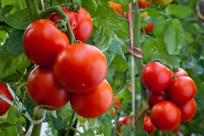 La caída del consumo podría afectar al tomate