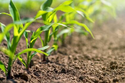 El freno para las exportaciones de maíz se conoce mientras se está sembrando el cultivo