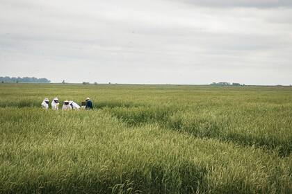 Cultivo de centeno que sirve de soporte
para que la planta de vicia se trepe y desarrolle. Además, el centeno aporta polen a las colmenas.