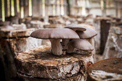 Cultivo de hongos en Río Negro