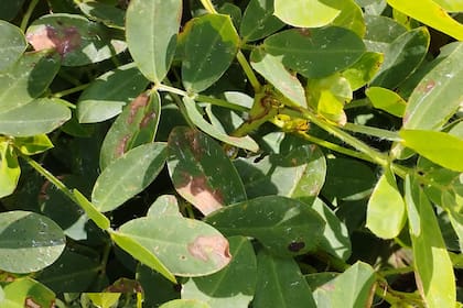 Cultivo de maní sin la aplciación del producto