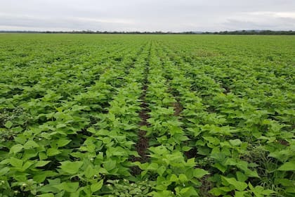 Cultivo de poroto en Salta, en Desdelsur