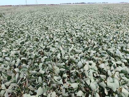 Cultivo de soja con falta de agua