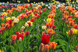 Aprendé a propagar tus plantas