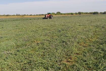 Cultivos afectados por la sequía en Santiago del Estero