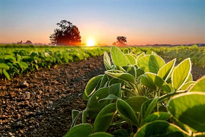 Se requieren alrededor de 80 kilos de nitrógeno para producir una tonelada de soja