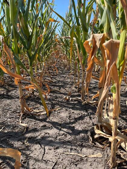 Cultivos de Francisco Sphan, productor agropecuario del departamento de Diamante, Entre Ríos