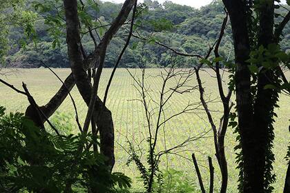 Cultivos de maíz en Adán y Eva. Foto tomada en marzo de 2025. Crédito: CONNECTAS