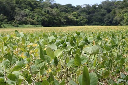 Cultivos de soya en el predio Adán y Eva tomada en marzo de 2025. Crédito: CONNECTAS