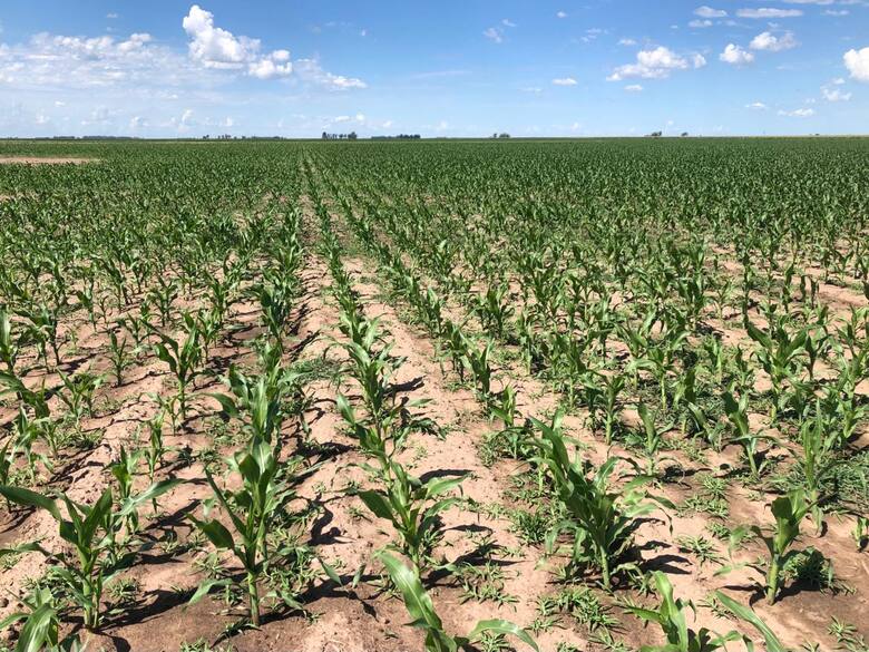 Crece la preocupación en el oeste bonaerense por la falta lluvias y el aumento de temperaturas que empieza a afectar a los cultivos