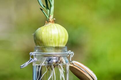 Cultivos son tierra.