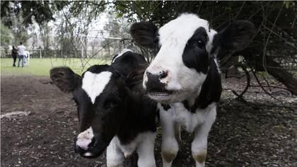 Cuore y Cleto, siempre juntos