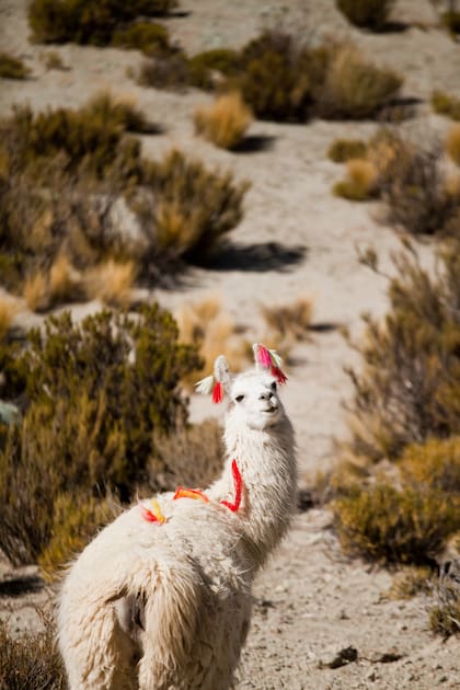 Curiosa llama posa con sus lanas de colores.