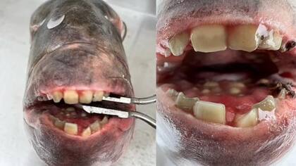 Curiosamente, el pez ya tenía un anzuelo en la boca que Brian reconoció como suyo, el cual se había perdido cuando un pez rompió su línea una hora antes.

Foto: DailyMailUK